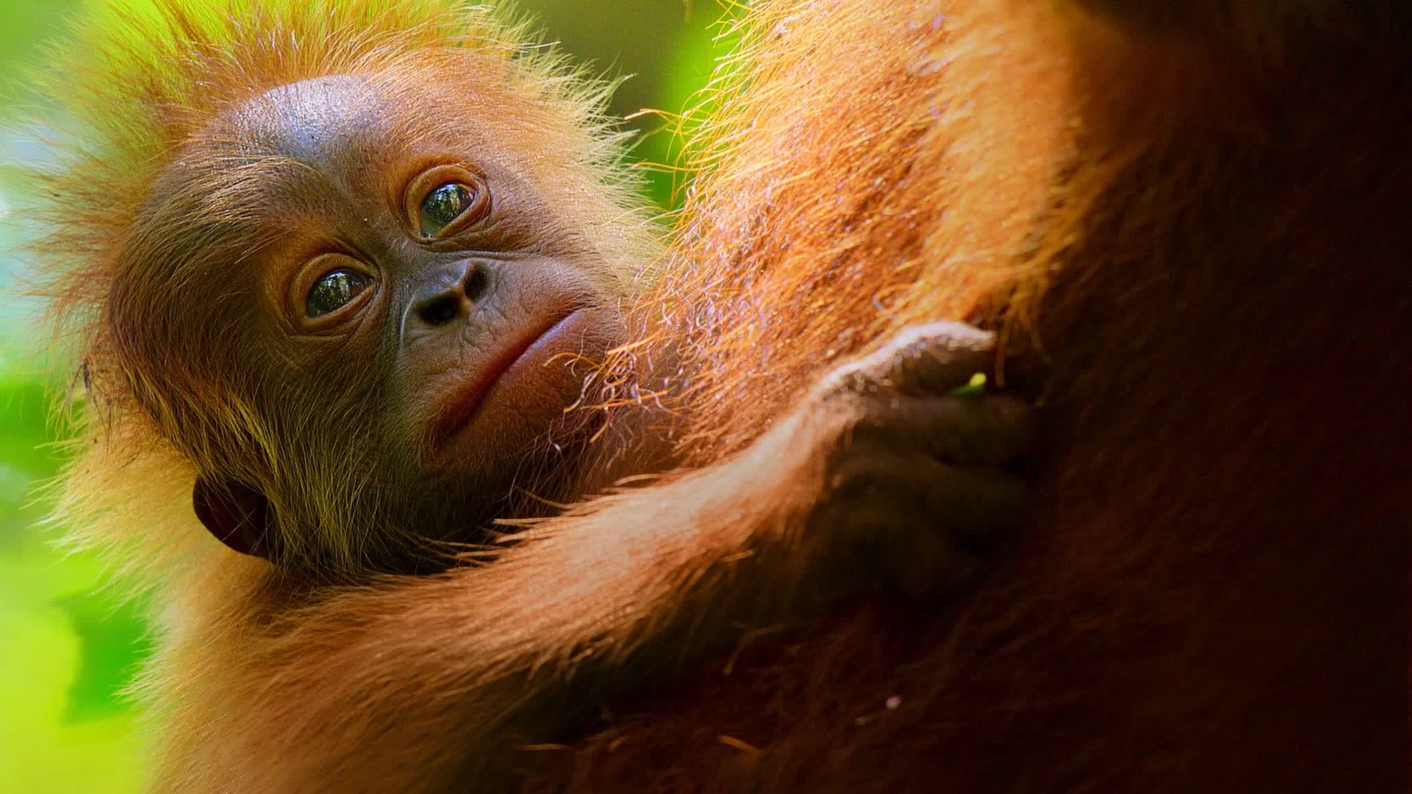 Secret Lives of Orangutans (2024) ชีวิตลับอุรังอุตัง