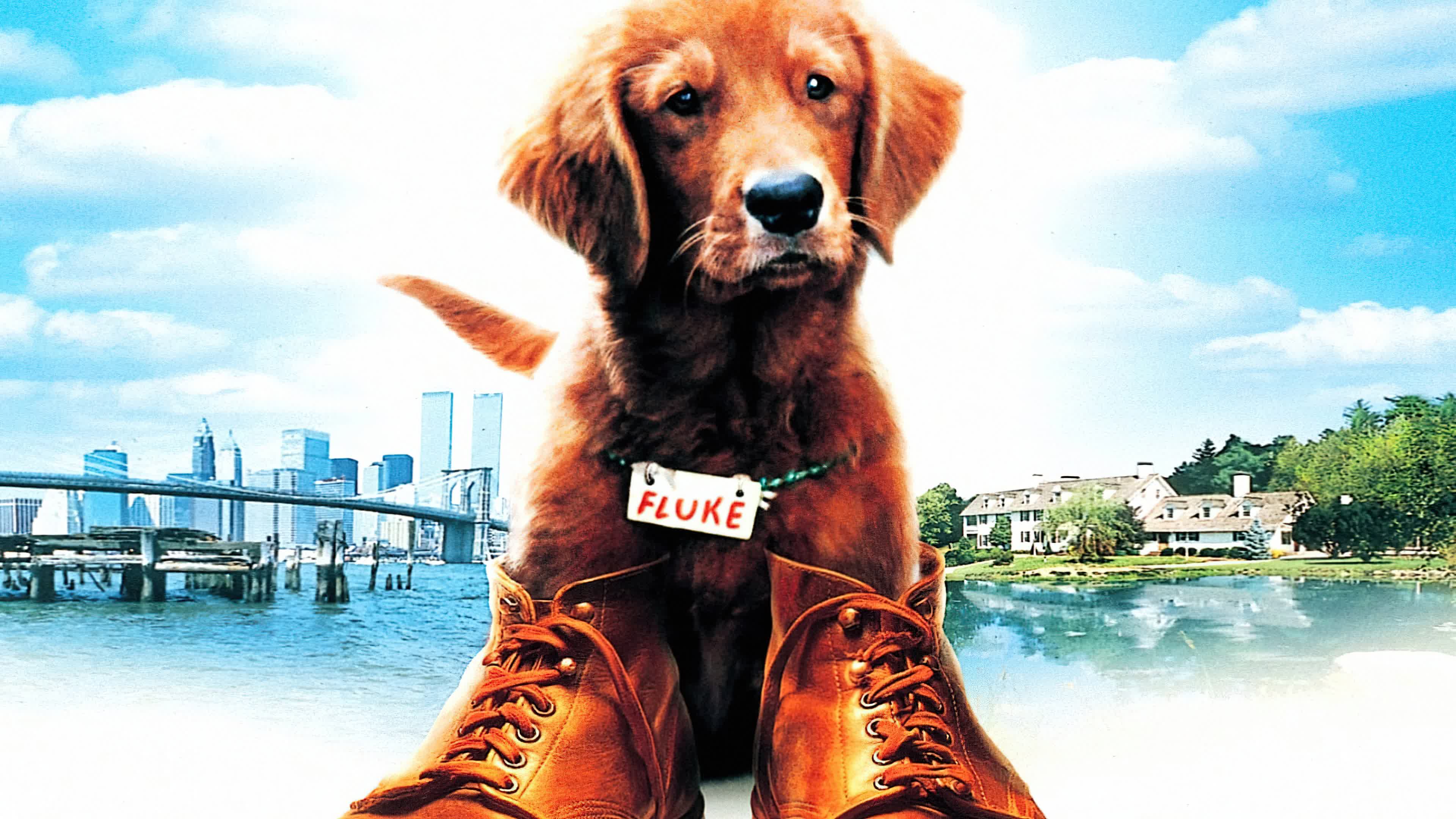 Fluke (1995) เกิดใหม่กลายเป็นหมา